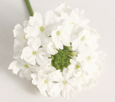 Verbena peruviana Venturi® White